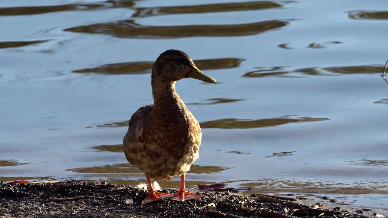 CatTV: single duck cleaning