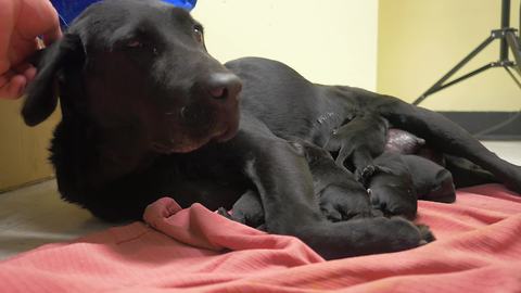 Cuteness overload: Day old puppies!