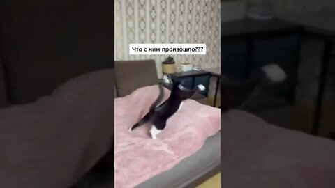 #shorts Смешные Коты Из Тик Тока 116 Funny Cats From Tiktok