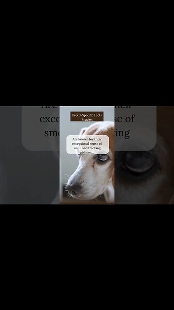 Fascinating Facts about Beagles