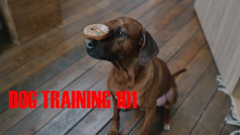 How to train you're Dog ►TOP 10 COMMANDS FOR DOGS!◄