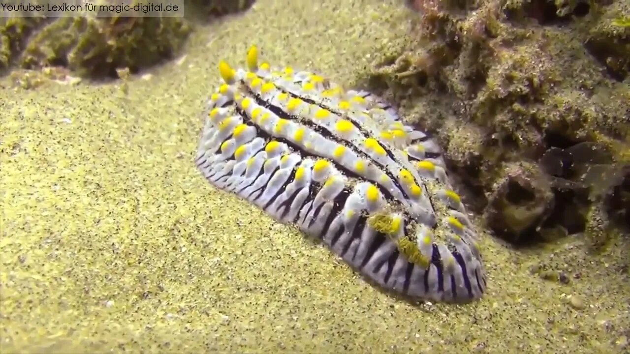 10 Amazing Sea Creatures You've Never Seen Before