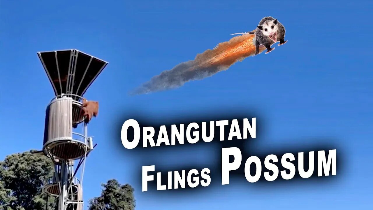 Orangutan Flings Possum at the Zoo!