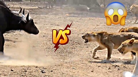 Lion VS Buffalo| Lion VS wild | Lion Hunting large prey| video #4