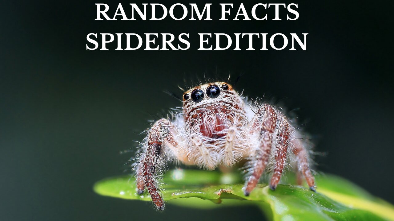 Random Facts - Spiders Edition