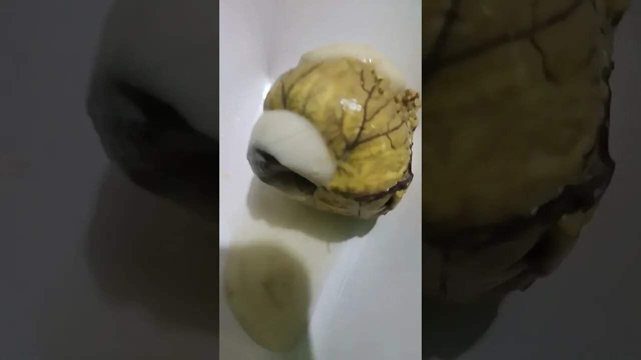 Balut