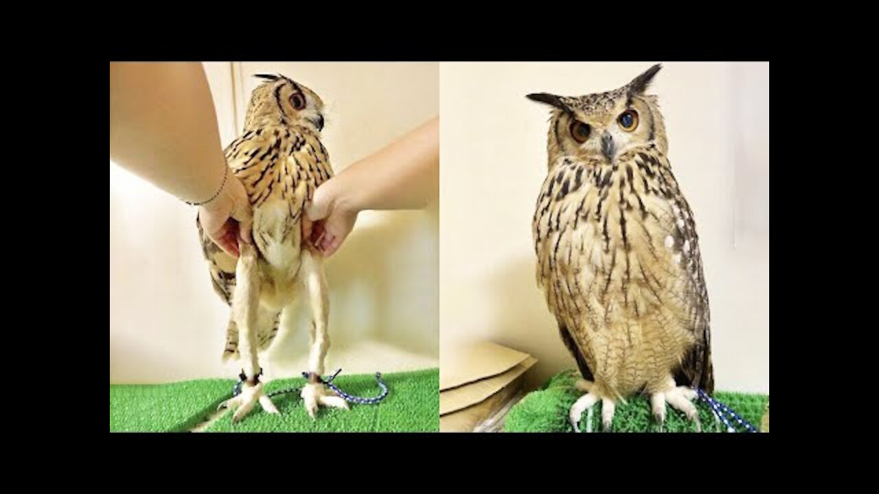 Aren't Owls The Cutest? - Funny Owl Video | Pets Town