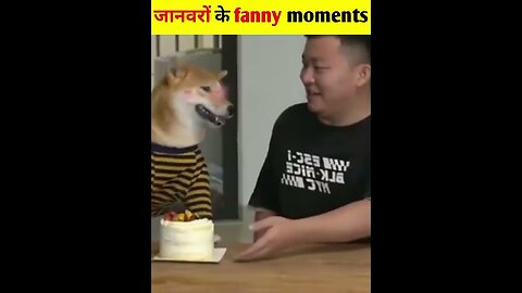 Animal funny video