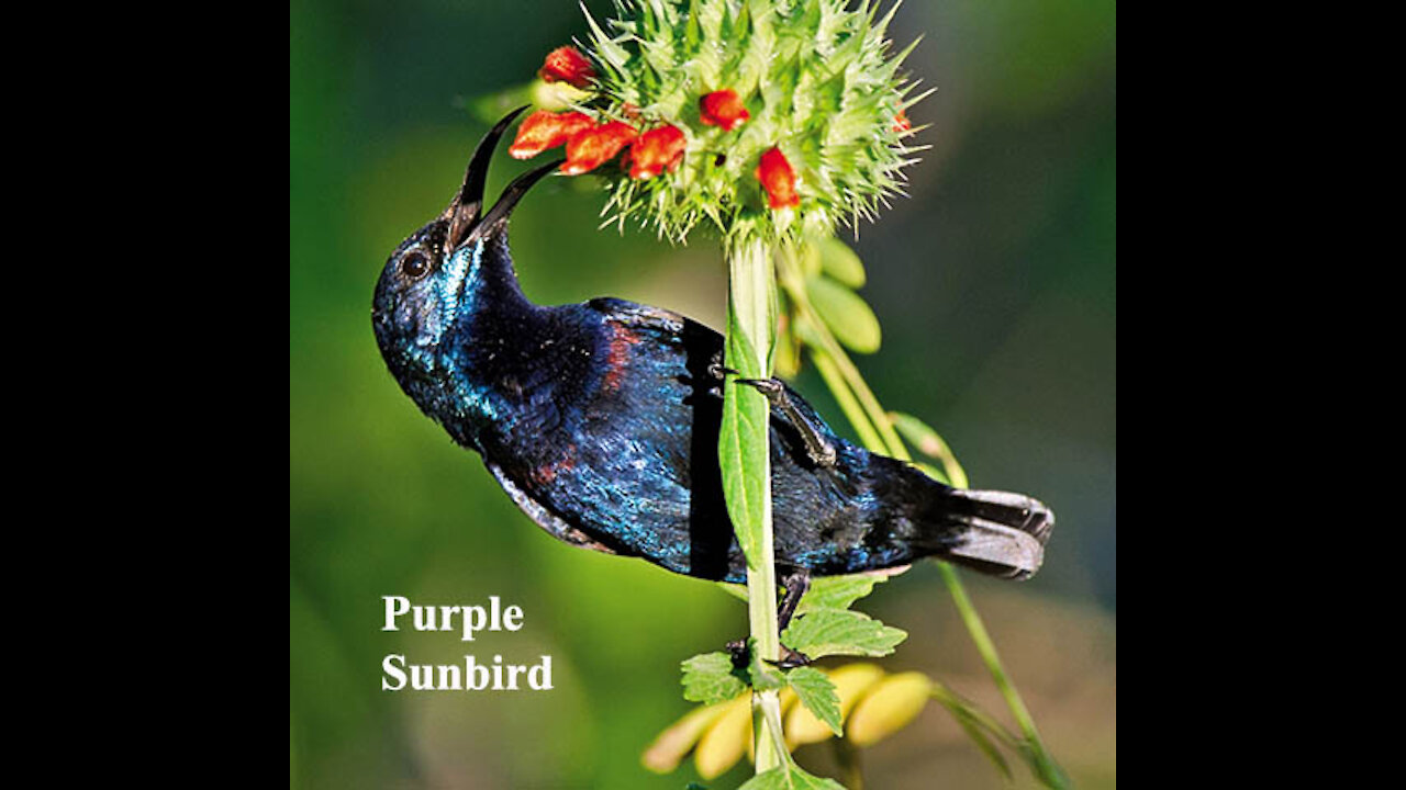 Purple Sunbird male and female bird video