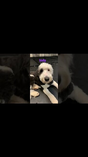 [Shorts 0084] INDY [#dogs #doggos #doggies #puppies #dogdaycare]