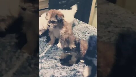 watch these puppies steal hearts #shorts