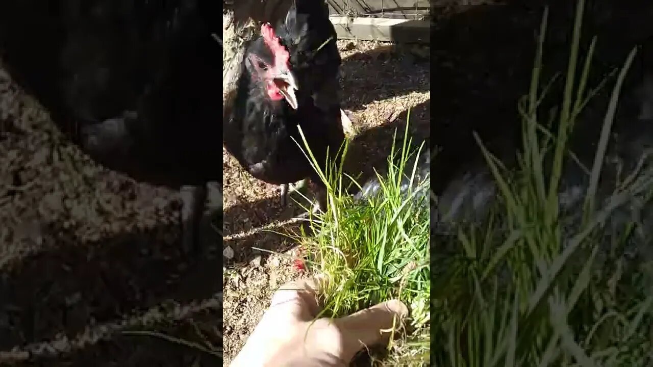 are you tired of my chicken videos yet?