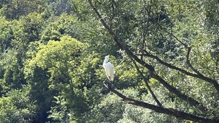 White Egret strategic spot