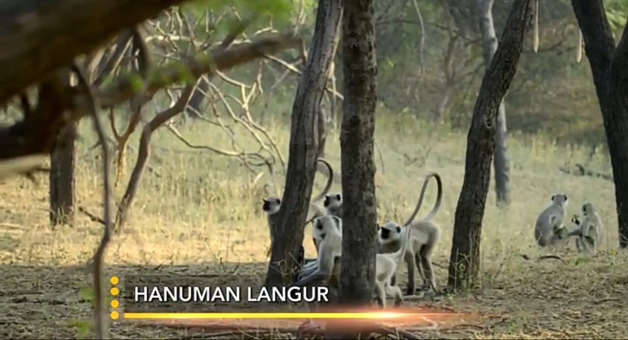 Fearless Langur Monkeys