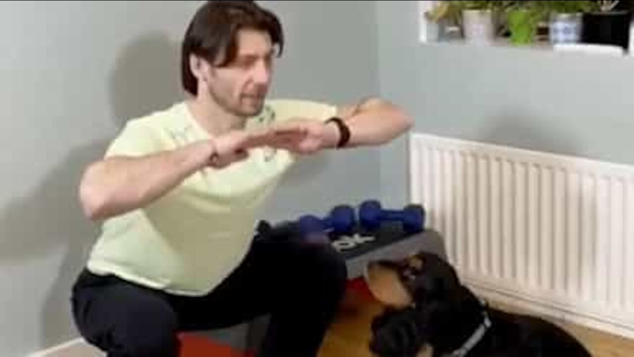 Dog works out with owner at home