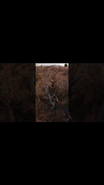 We found our CRAZIEST SHED Ever! Wild Kansas Buck Shed!
