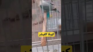 كوبل الفيشر كيوت روعة