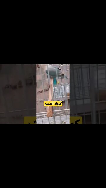 كوبل الفيشر كيوت روعة