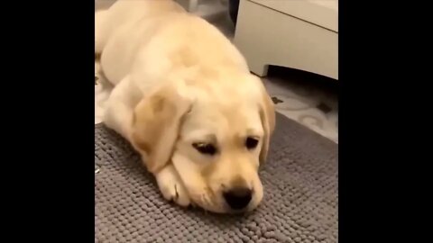 Labrador Compilation - Cute and Funny