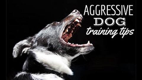 How To Train A Dog Properly To Become More Agressive.