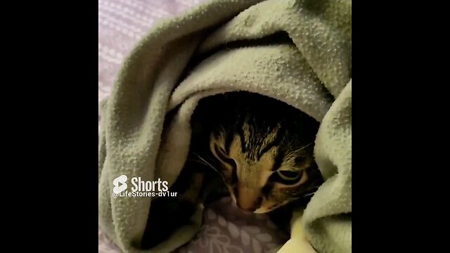 cat just wanna be under the blanket