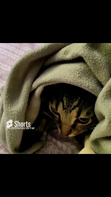 cat just wanna be under the blanket