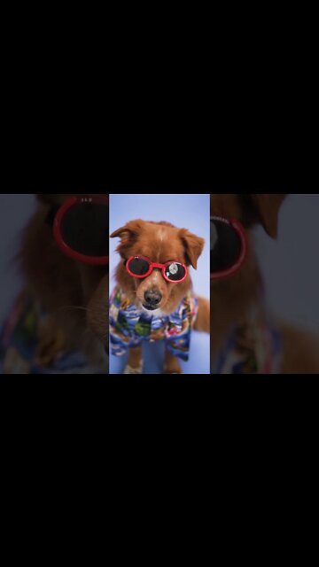 #Shorts #Animal #Smart #Dog #awe-inspiring #Love #Care