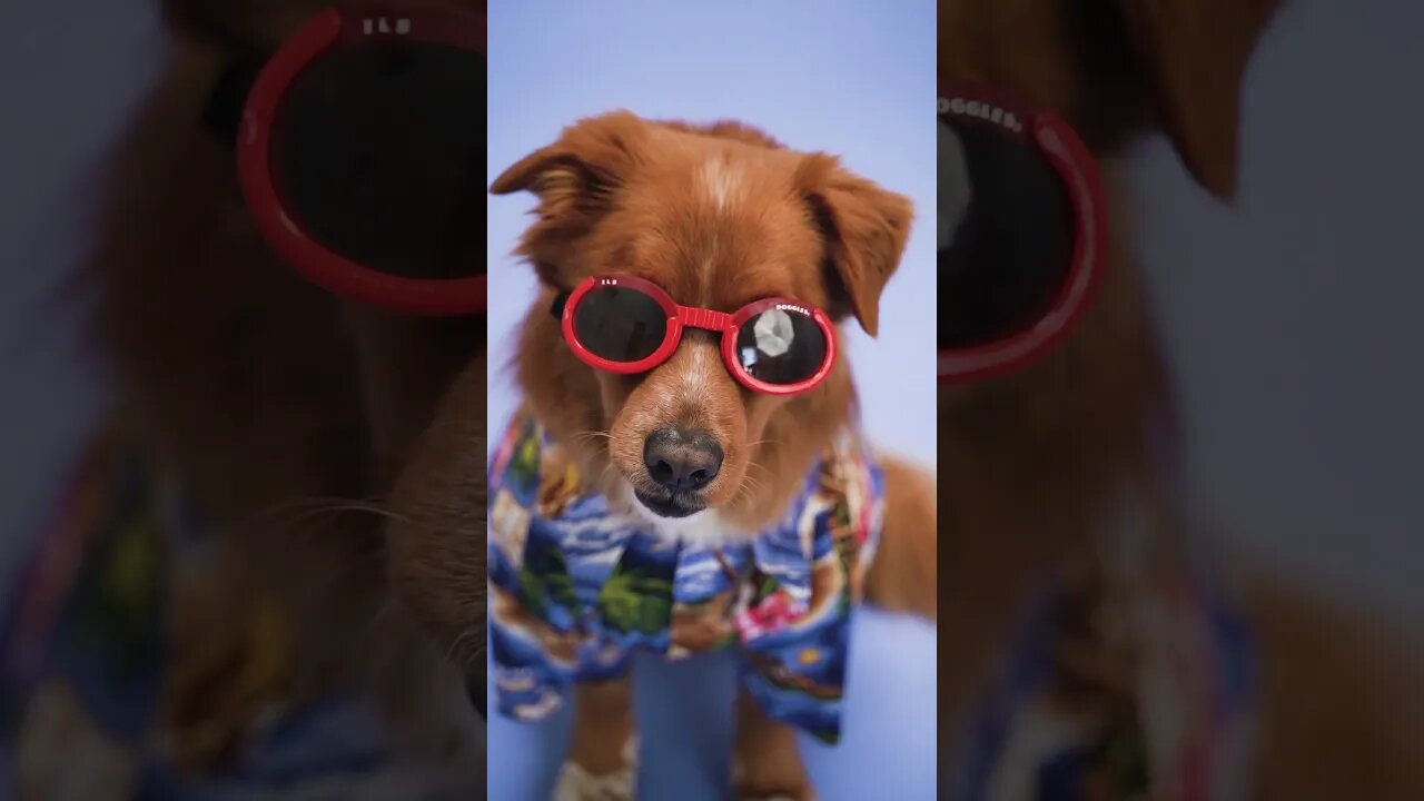 #Shorts #Animal #Smart #Dog #awe-inspiring #Love #Care