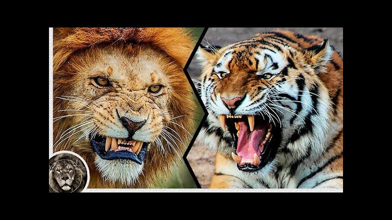 6 Tigers vs 1 Male Lion 🥲🥲