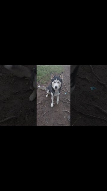 Shepsky Steals Kisses From Her Husky Father 💜 #shorts