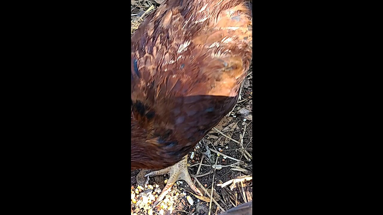 Young chickens scratching