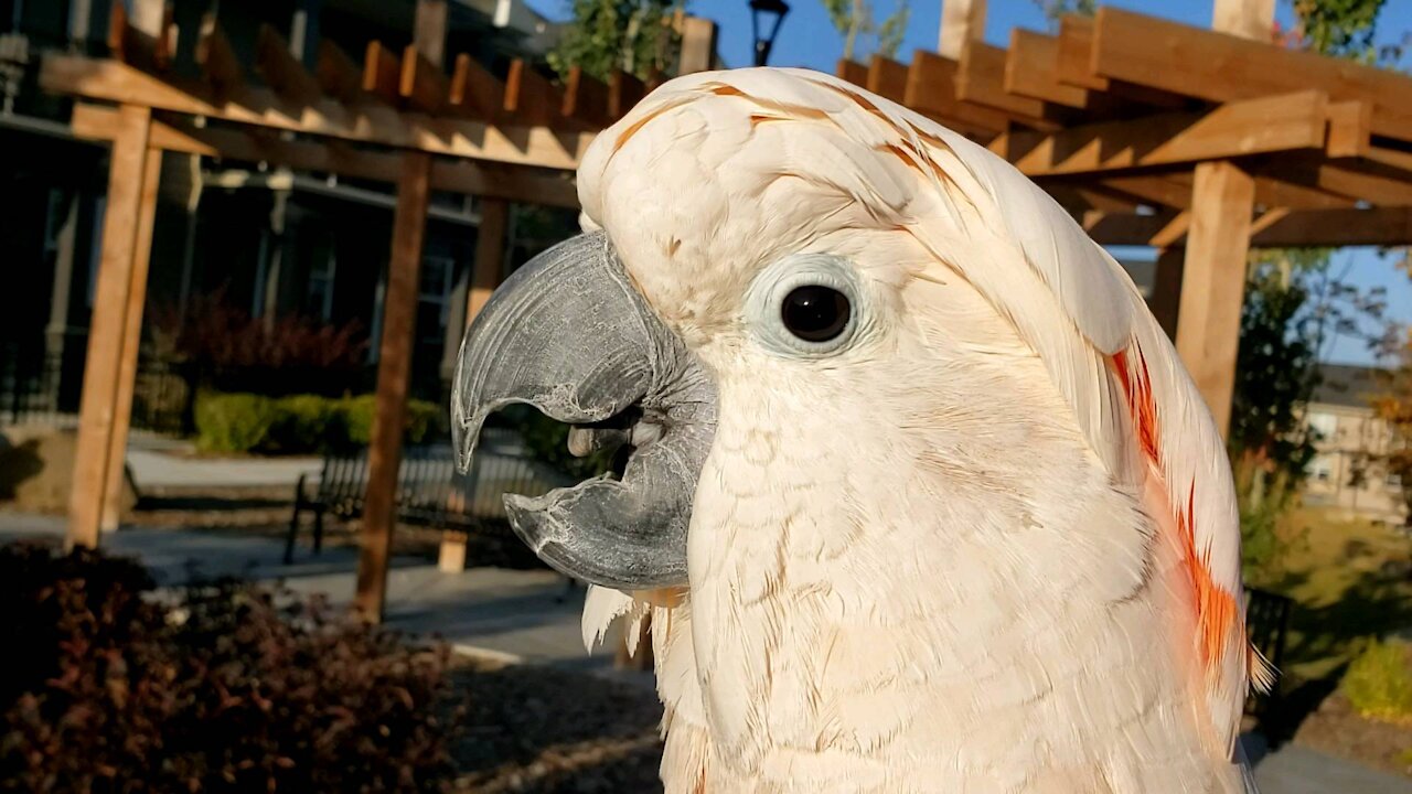 Cockatoo clicks for joy on evening walk