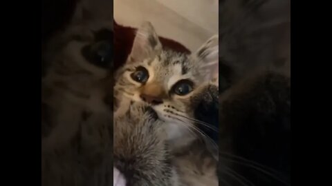 Those eyes 🥺🥺🐈‍⬛ #shorts #shortsvideo #cat #cute #fyp #fy