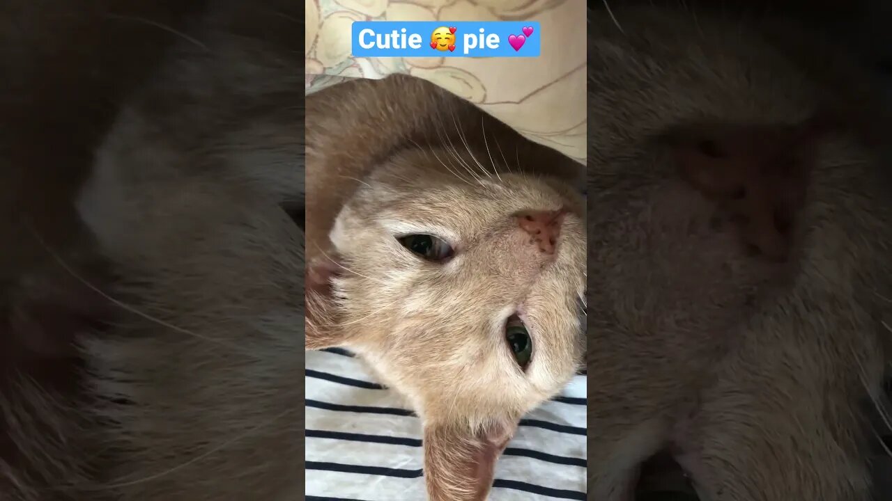 Cute 🥰 ginger cat sleeping under covers