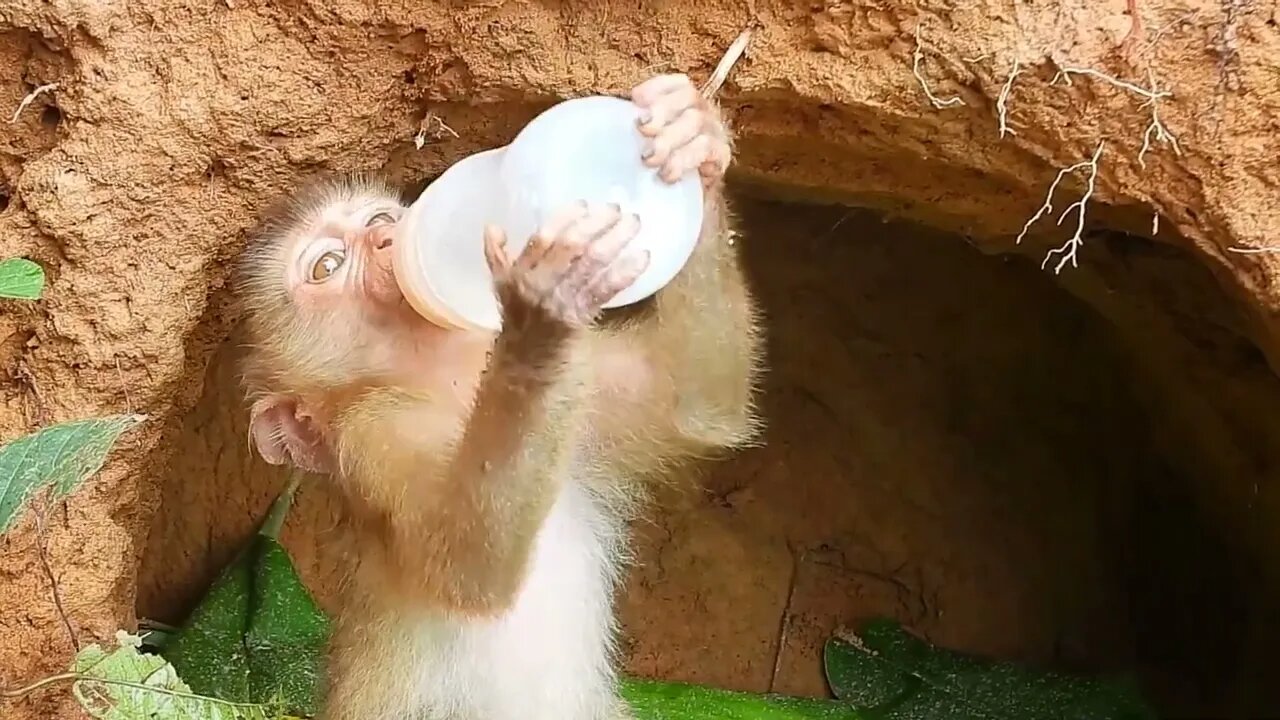 Poor kley monkey was so happy that I bought milk while it was raining heavily-3