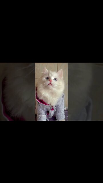 #cats #shorts #youtubeshorts