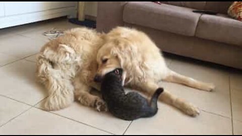 Golden retriever tenta comer um gato