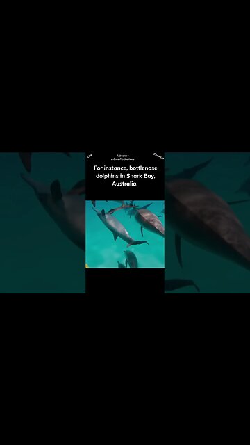 While most dolphins primarily rely on their exceptional echolocation abilities #dolphin #shorts