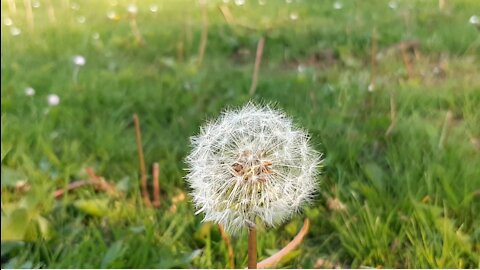 Dandelion in Slow Motion