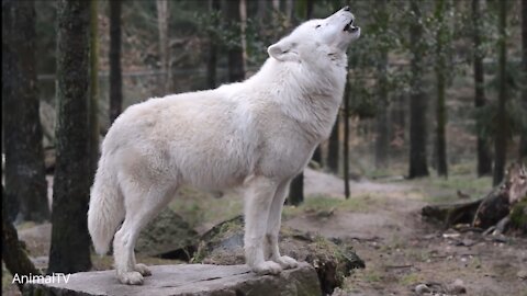 Wolf howling and calling it's mom | satisfying sound