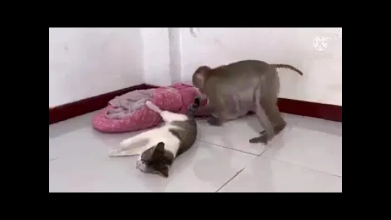 Cat fight with monkey