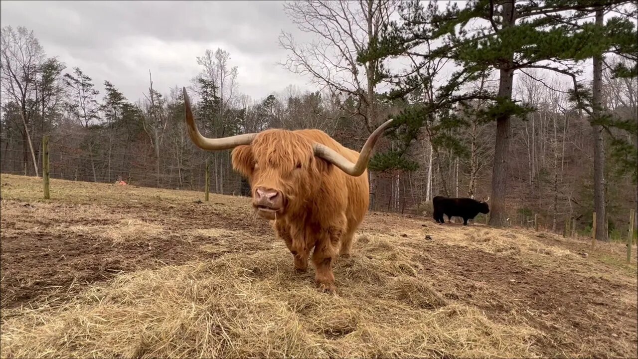 Bovine Therapy | Hamish and Kyloe Ep. 450