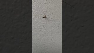 Halloween spider