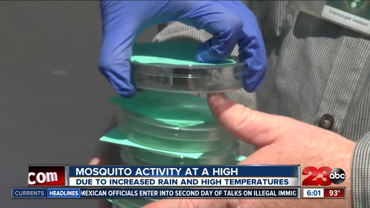 Unusual Mosquito Activity