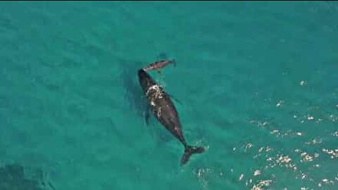 生まれたてのクジラが初めて息をする瞬間