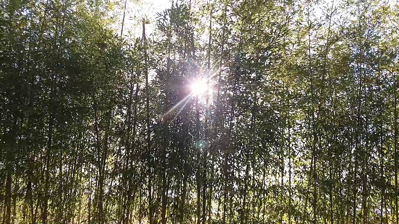 Road looking from the bamboo forest.