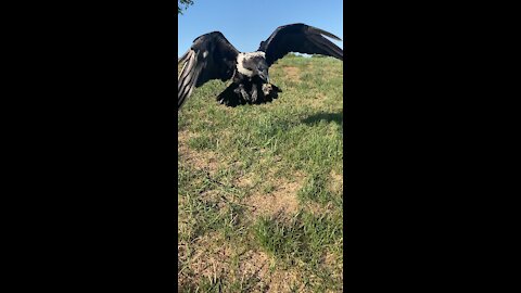 Raven retriever