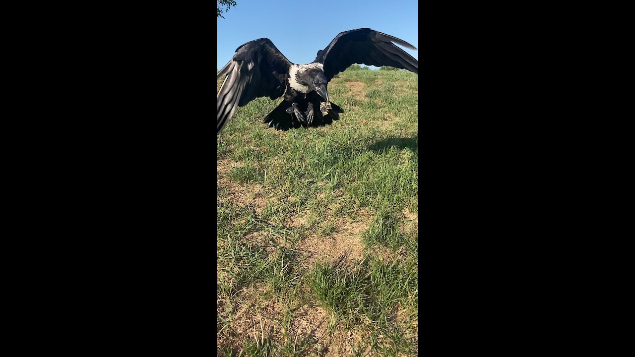 Raven retriever