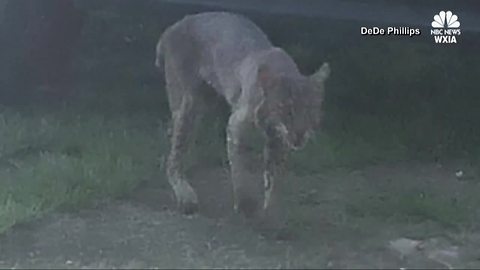 Georgia woman fights off bobcat with her bare hands