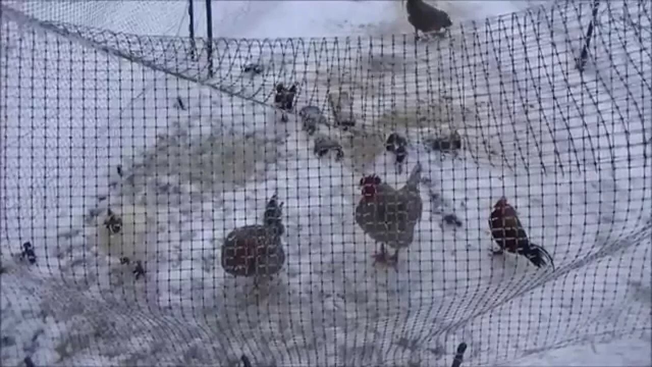 Working In Freezing Rain At The Off Grid Homestead